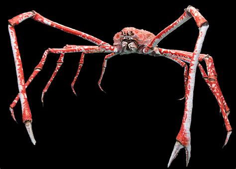 japanese spider crab description