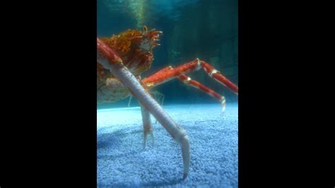 japanese spider crab reproduction