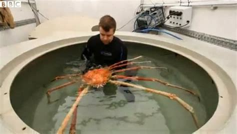 japanese spider crab size compared to human