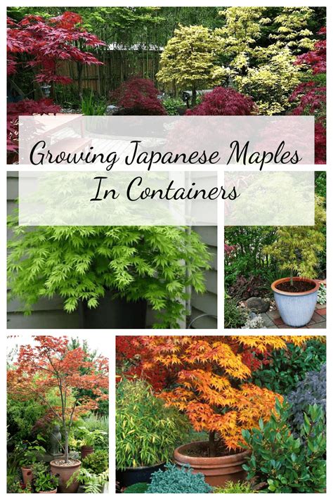 Japanese maple in containers Artofit