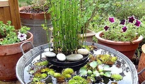Jardin aquatique en pot une petite oasis à mettre au balcon