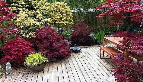 Jardin Japonais En Pot Pour Le Balcon Creez Un Paradis Miniature