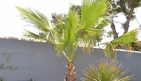 Épinglé par Abraham sur zone palmier Modele de jardin