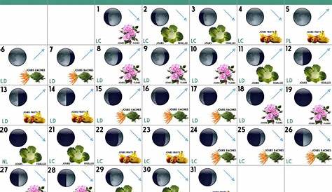 Jardiner avec la Lune en juillet : calendrier | Calendrier lunaire