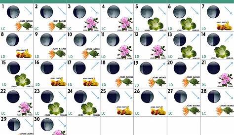 Jardiner avec la lune au mois de juin : les cycles et phases lunaires