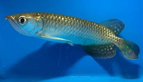 Jardini Arowana 6in to 7 in platinums Live Fish and