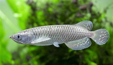 Jardini Arowana Full Size Premium, FARM RAISED, Rare, , 3" To 3.5"