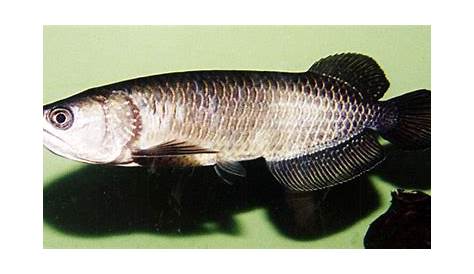 Types of Arowana fish with prices in India Red Arowana 