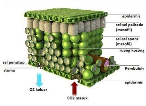 jaringan epidermis