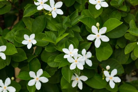 Jasmine Flower Properties