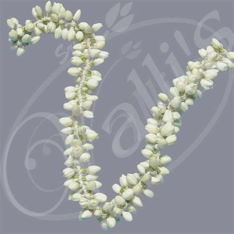 Jasmine Flower Strings