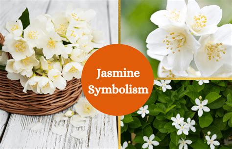 Jasmine Meaning