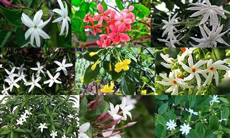 Jasmine Shrub Types