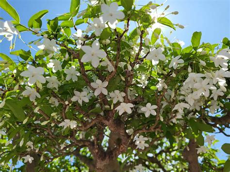 Jasmine Tree Definition