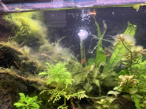Java Moss Algae Control