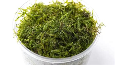 Java Moss Bucket