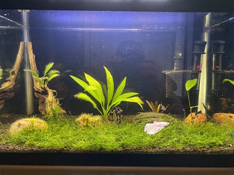 Java Moss Carpet Reddit