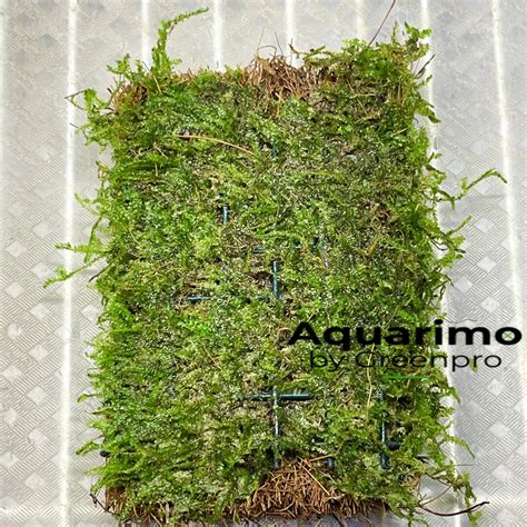 Java Moss Mats