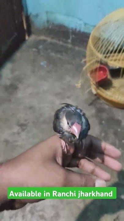 飼い主の手の上でくつろぐ手乗り文鳥