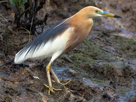 The Javan Pond Heron: An Essential Guide for Bird Enthusiasts