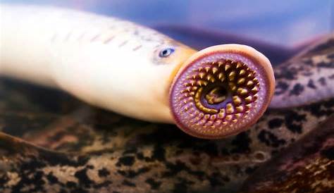 Jawless Lamprey Fish Attract Females by Releasing Smelly