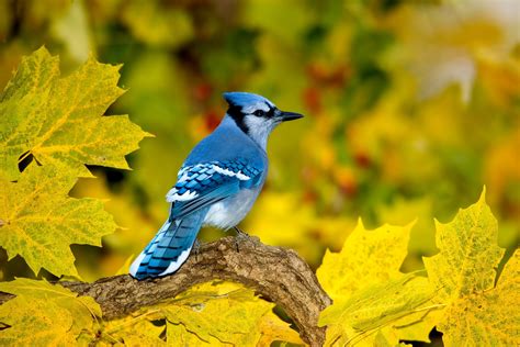 jay leaks video blue