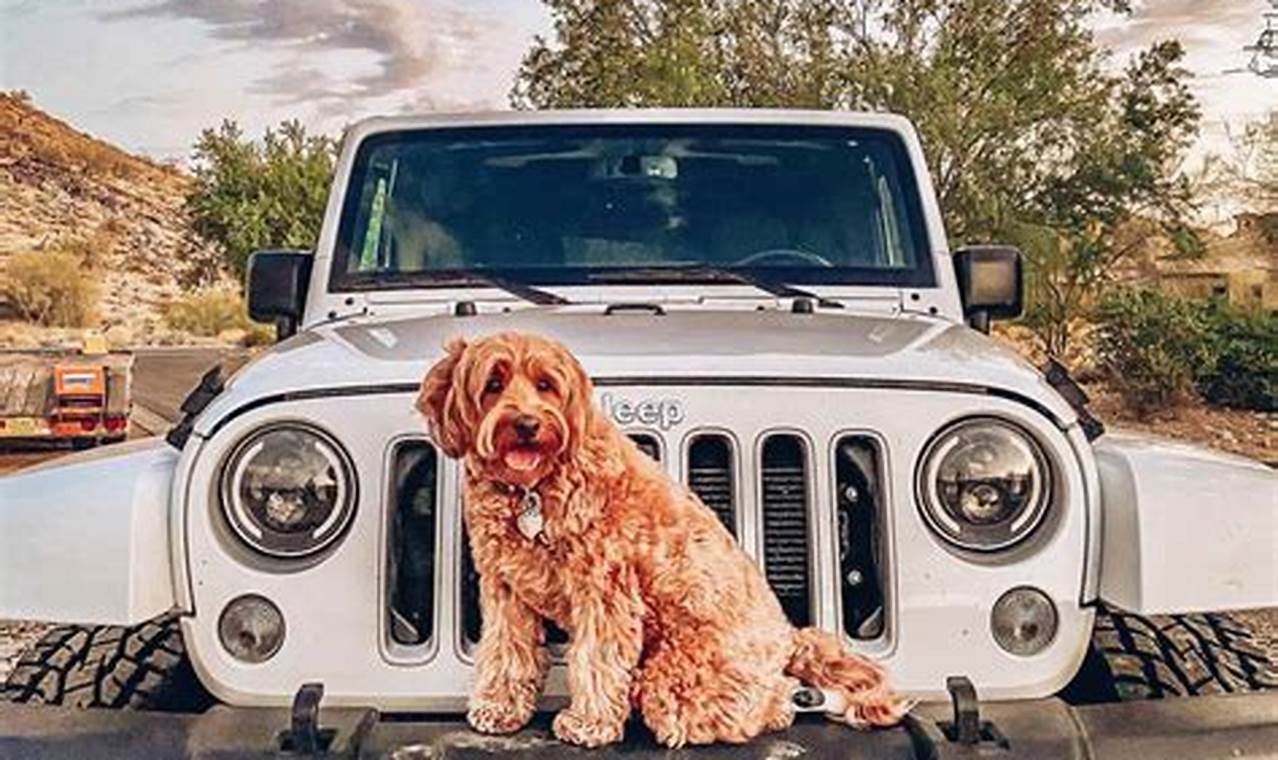 jeep dogs for sale