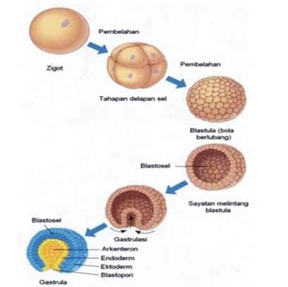 Apa Itu Jaringan Lanjutan Pertumbuhan Embrio?
