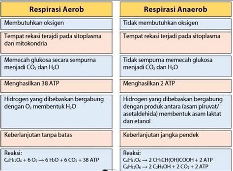 Jelaskan Perbedaan Respirasi Aerob dan Anaerob