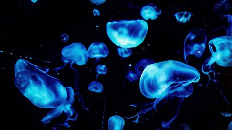 Jellyfish glow in the dark
