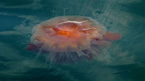 jellyfish in scottish waters