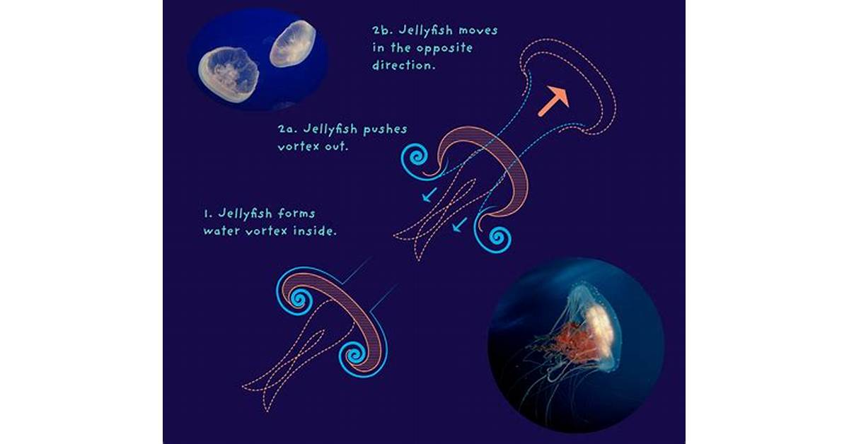 jellyfish-vs-fish-movement