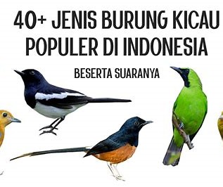 Jenis Burung di Indonesia