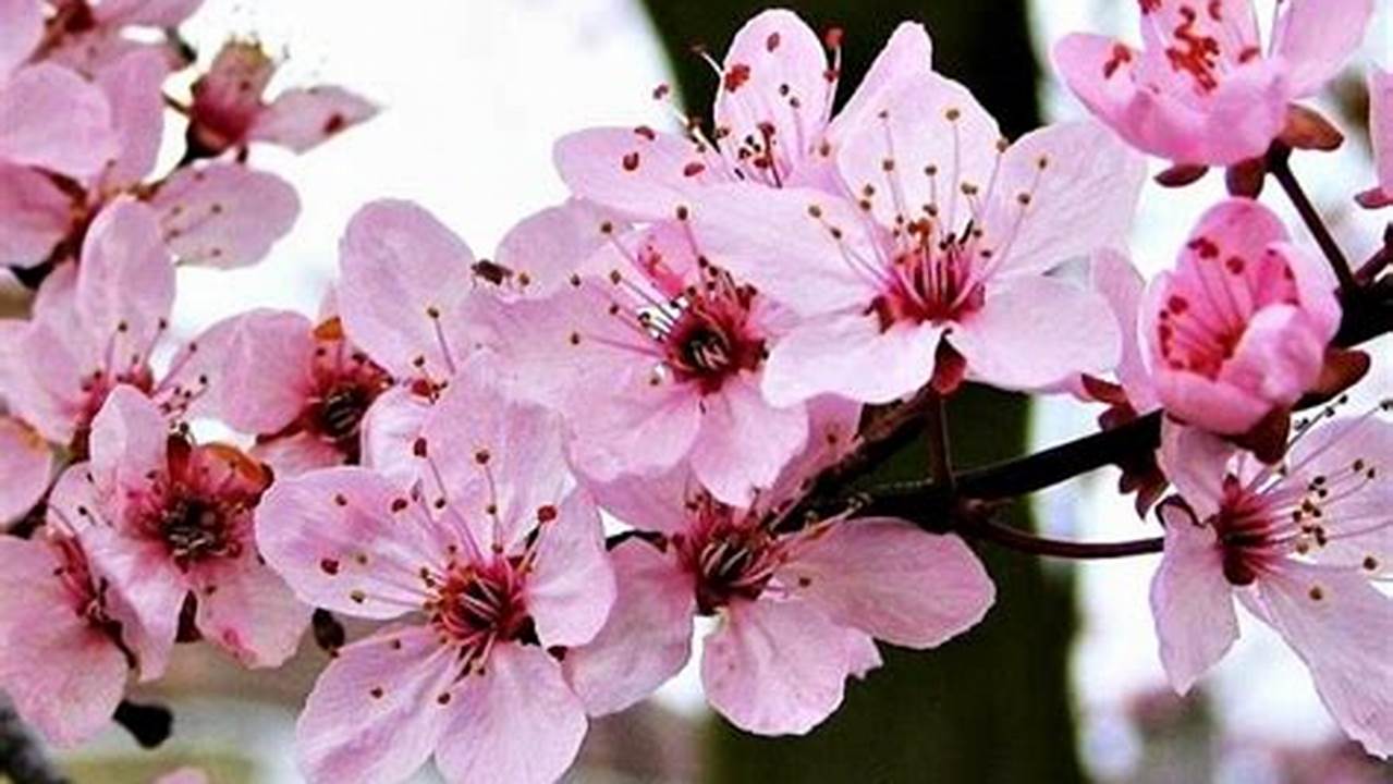Temukan Jenis Bunga Sakura yang Memukau: Rahasia Kecantikan dan Budaya Jepang