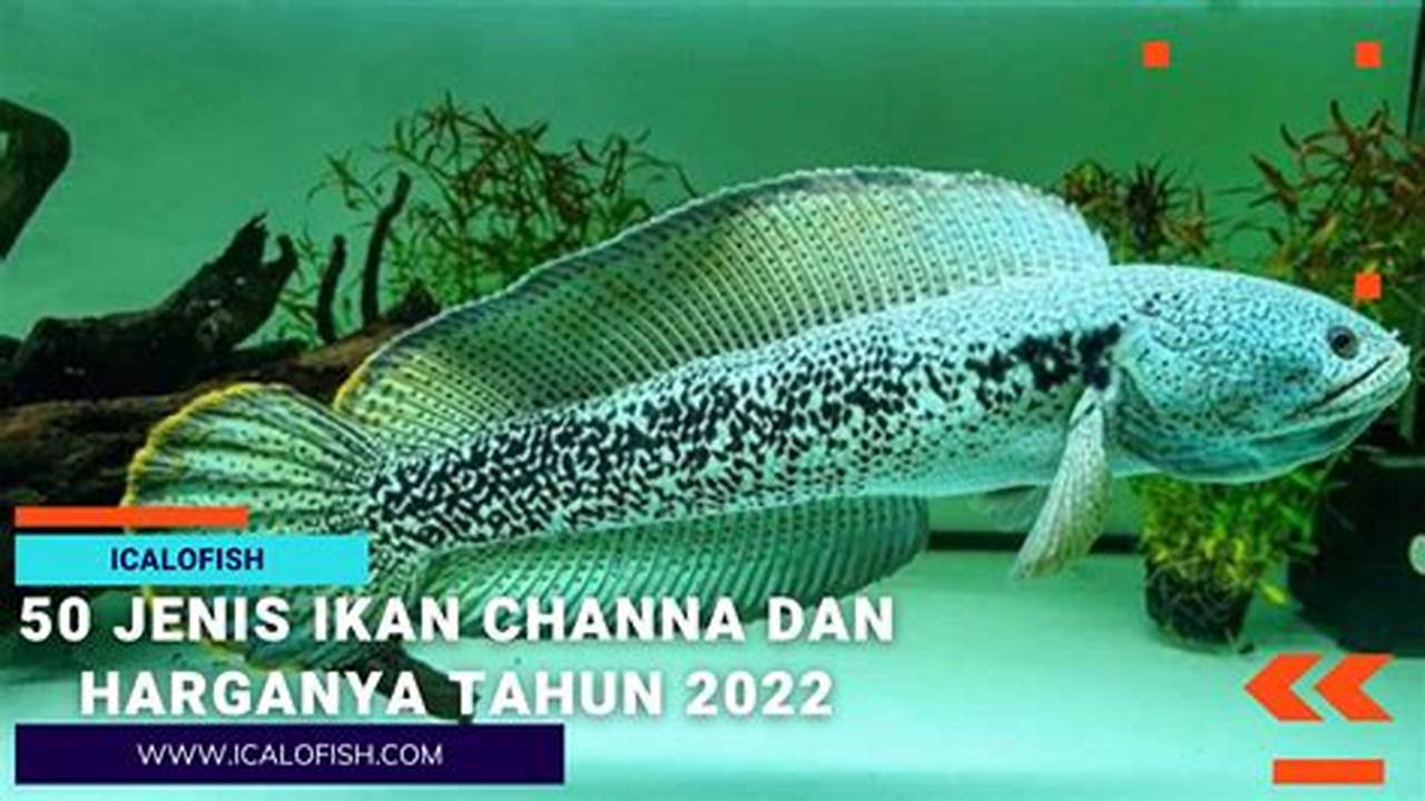 40 Jenis Ikan Channa dan Harganya (Gabus Hias) Beternak Dirumah