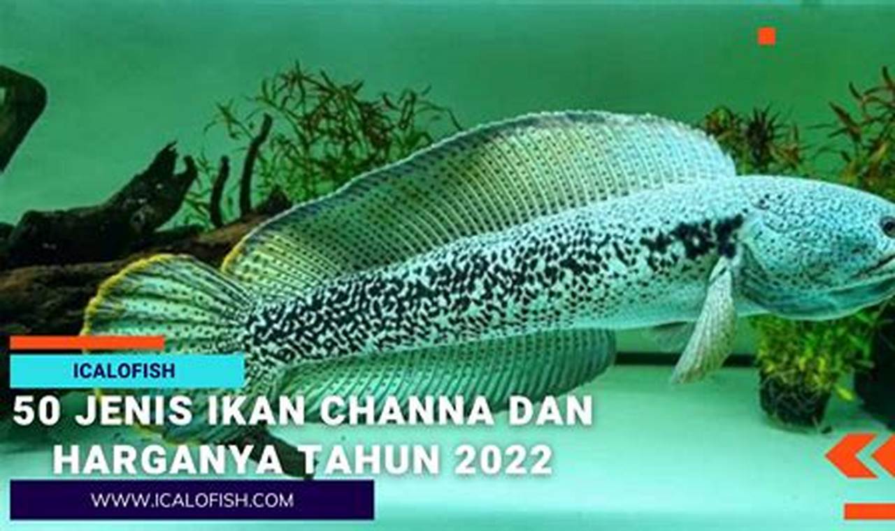 40 Jenis Ikan Channa dan Harganya (Gabus Hias) Beternak Dirumah