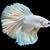 jenis ikan cupang albino