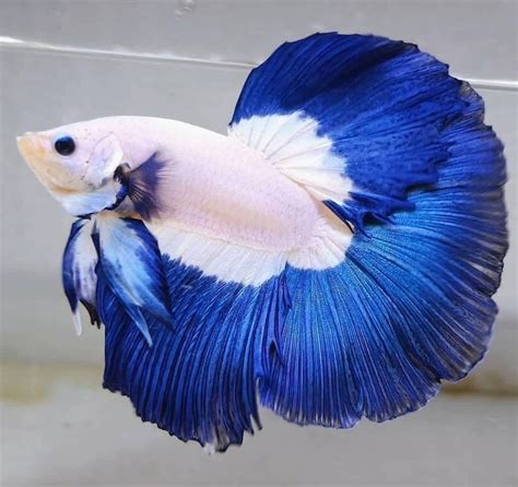 jenis ikan cupang avatar menurut warna dan bentuk ekor