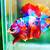 jenis ikan cupang giant multicolor