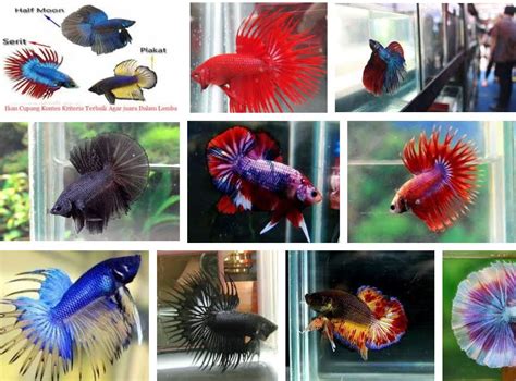 10 Jenis Ikan Cupang Hias Kontes Tercantik dan Gambarnya