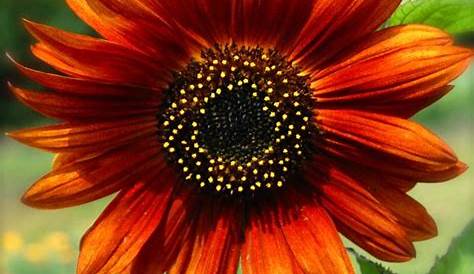 12 Jenis Bunga Matahari Lengkap Beserta Gambarnya