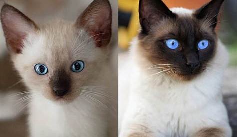 ֎ 11 Ras Kucing yang Bisa Dijadikan Peliharaan Lucu di Rumah – Embaran.id