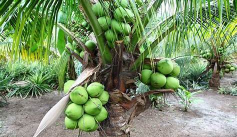 daun kelapa muda india - Jason Morrison