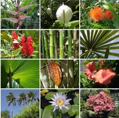 jenis flora indonesia tengah