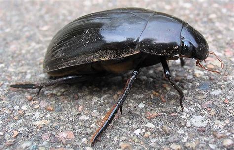 jenis kumbang terbesar adalah kumbang