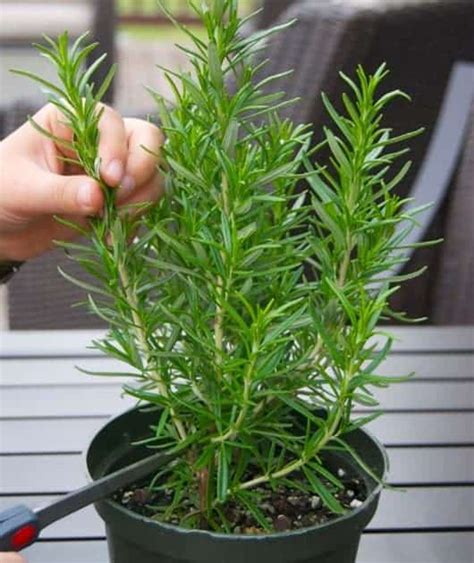 Tanaman Herba yang Cocok untuk Ditanam dalam Pot dan Cara Menanamnya Taman Inspirasi SAFA