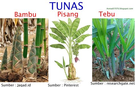 Jenis Tunas