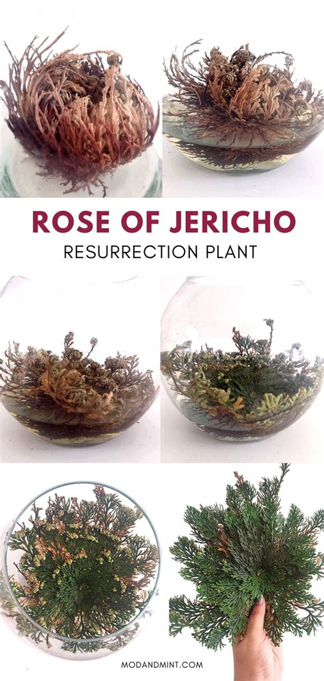 Jericho Rose: Unraveling Its Hidden Wonders