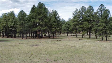 jerry laney luna nm