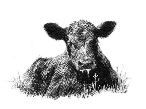 jersey cow clipart black and white